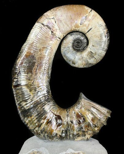 Heteromorph Ammonite (Audouliceras) Fossil - Volga River, Russia #47627